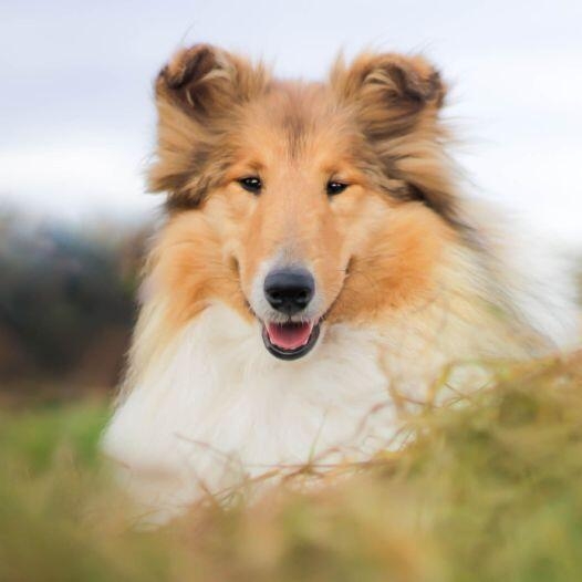 Dog sales rough collie